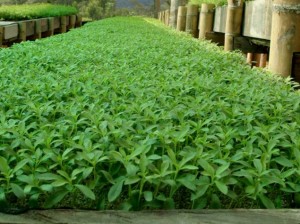 stevia-revistachacra